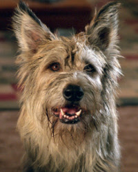 犬バカの お犬様映画事典