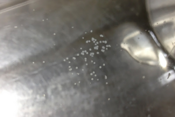 お茶の容器につく白いポツポツ汚れについて しましまの猫