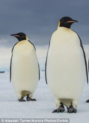 The species is known as Palaeeudyptes klekowskii, dubbed the 'colossus penguin' is the largest penguin, living or dead, to have ever been found, bigger even than the emperor penguin (shown).