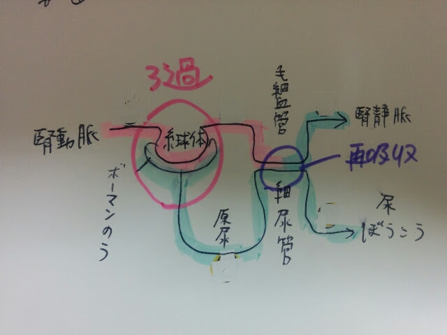 生物基礎21 腎臓のつくりとはたらき モンタの人生ブログ