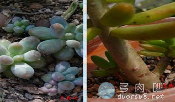 图文解析 如何明明白白区分多肉植物八千代与乙女心 多肉吧