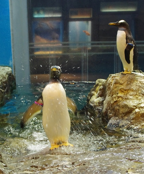 決め顔 ペンギン水族館ブログ