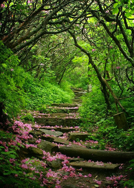 Craggy Gardens, Blue Ridge Parkway, North Carolina