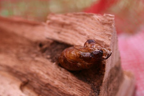 hatched