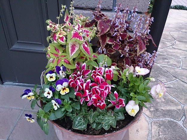 コリウス ガーデンシクラメンの寄せ植え 写真共有サイト フォト蔵