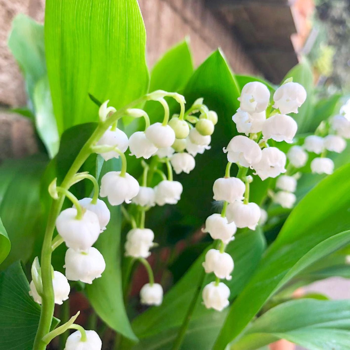 スズランの英語での読み方や意味とは 植物navi