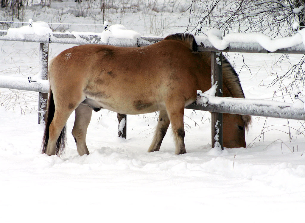 The snow is always tastier on the other side