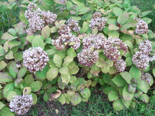 秋 枯れた紫陽花 道端の草花 14 照片共享頁面 攝影藏