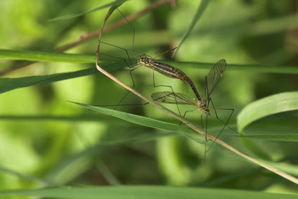 Information About Momentum Broadleaf Weed Killer With Fertilizer