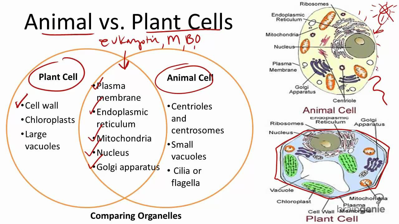 2.1.7 Animal vs. Plant Cells - YouTube