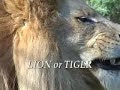 lion