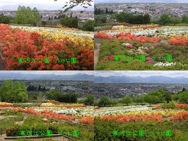 いま ここで なにが 寒河江公園 寒河江つつじまつり 12