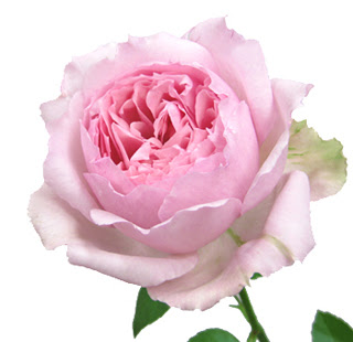 Flower Note 名前一覧 Stバラ