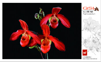 taiwan-qsl7-phiopedilum.jpg