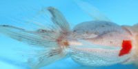 金魚のお腹が風船のように膨らむ問題 松かさ ブロート 抱卵 便秘 肥満 がん 浮袋障害 金魚飼育マニュアル 木苺共和国