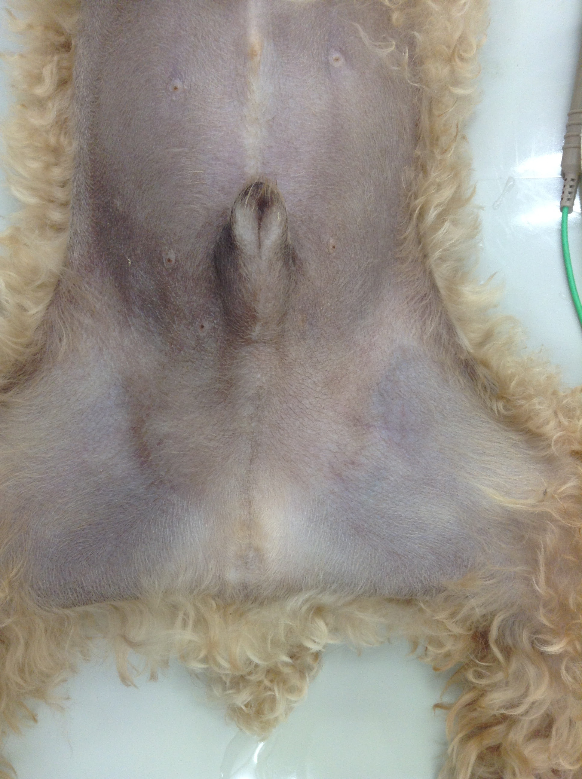 あおえ動物病院 犬の潜在精巣 皮下陰睾 インコウ について