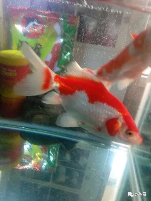 好看又好養的冷水魚 你養過幾種 雪花新闻