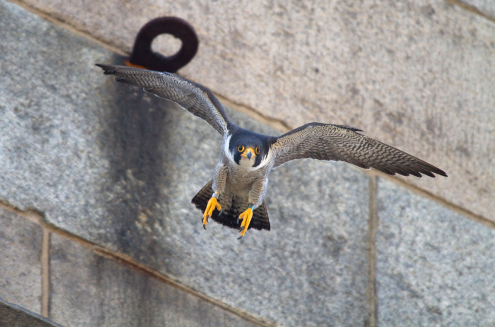 Brooklyn Bridge Male