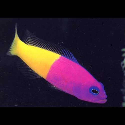 パウパウにいる海水魚の一部ご紹介 熱帯魚ショップパウパウアクアガーデン