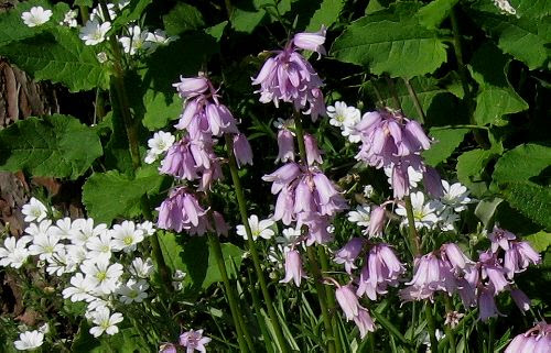 わたしの町の花 散歩道に咲く花 シラー カンパニュラータユリ科シラー属原産地 南ヨーロッパ花言葉 哀れ Powered By Fc2ホームページ この広告は3ヶ月以上更新がない場合に表示されます ホームページの更新後 24時間以内に表示され