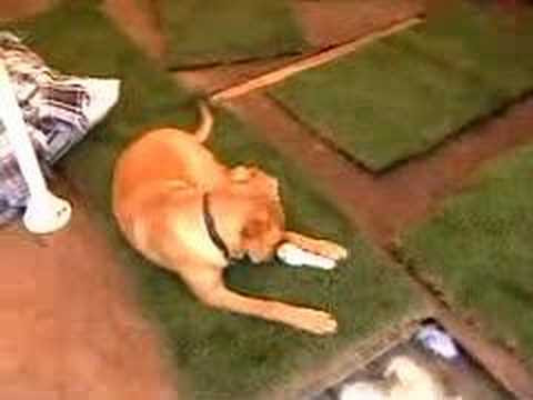 chow golden retriever mix puppies. golden retriever chow mix