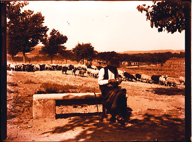Pastor en la Vega Baja. Fotografía de Pedro Román © Fondo Rodríguez. archivo Histórico Provincial. JCCM. Signatura R-132-1-01