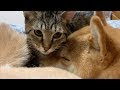 猫 親子 仲良し 203136-猫 親子 仲良し