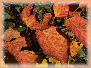 Golden leaves