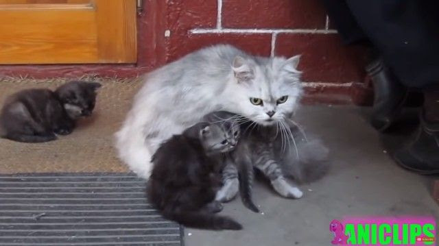 危ないことしちゃ メッ 愛する子猫たちを見守るお母さん猫の母性本能 マランダー