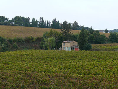 vigne près d'Aix.jpg