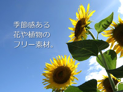 無料で使える花や植物の写真素材サイトいろいろ しかねっとのwork