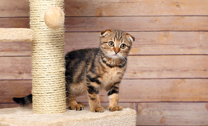 猫が爪とぎをするのはなぜ その理由と爪とぎ対策