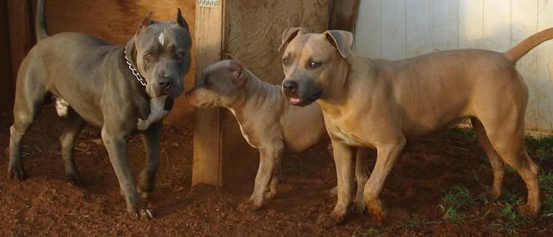 faw pitbull