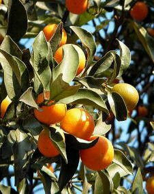 花 キンカン 1月29日の花と花言葉 キンカン 魅る魅るガーデニング