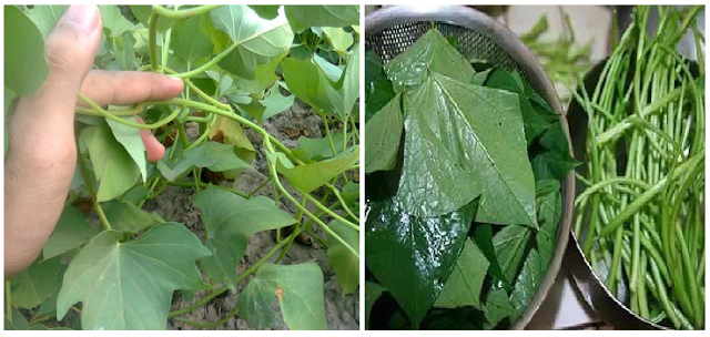 Luar Biasa!! Demam Berdarah, Diabetes, Mata Rabun, Asam Urat Sembuh Total dengan Menggunakan DAUN UBI JALAR, Begini Cara Mengolahnya..!!