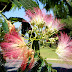 Biloxi Ms Trees - When do i need a tree permit in biloxi?