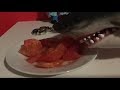 Is Shark Haram To Eat - Are Sharks and Whales Halal? | The Halal Life - Eating shark meat, especially shark meat that has been fermented in urea, like the famous icelandic dish harkal, can be incredibly damaging to the health originally answered: