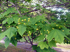 Maple_51109