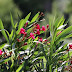 Oleander Schneiden : Oleander schneiden? - Mein schöner Garten Forum / Wichtig für einen gesunden, kompakten wuchs und einer blütenfülle ist ein jährlicher rückschnitt.