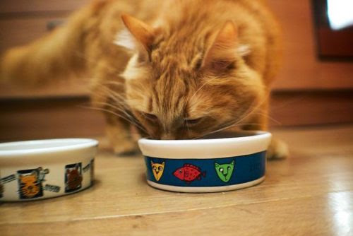 How much food you must give to your cat