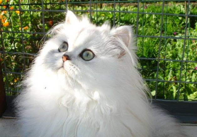 Races Felines Chat Persan Chinchilla Silver Shaded Golden