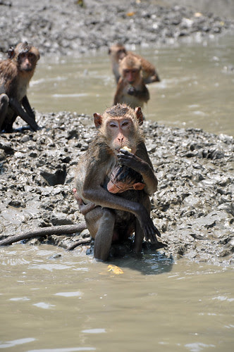 Monkey11