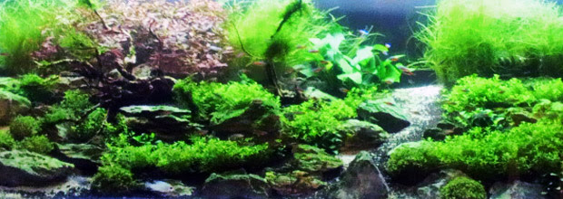 アクアワールド別館 水槽レイアウト