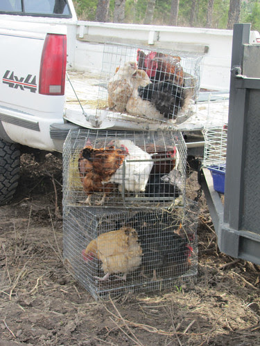 chickens free