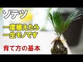 √ダウンロード ソテツ 育て方 室内 264179-ソテツ 育て方 室内