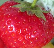 strawberry