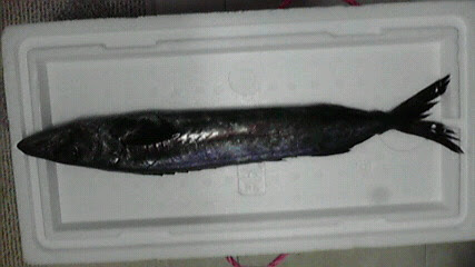 スミヤキとはこんな魚です 池田健吾の爆釣天国ブログ
