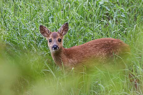 Laissez Les Faons Dans La Nature Zut De Zut La Voie De L Hirondelle