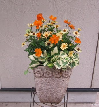 花工房 ユトリロ ジニアの寄せ植え