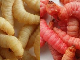 へた13匹で竿頭50匹 ブドウ虫がアジの特エサになるらしい へた釣り こむ